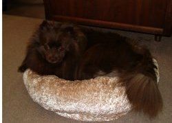 Chocolate colored Pomeranian